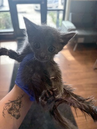 Shelter Stray Male Cat last seen Near Cypress Lakes blvd, 70807, LA, Baton Rouge, LA 70820