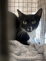 Shelter Stray Female Cat last seen Near St. Croix ave, 70810, LA, Baton Rouge, LA 70820