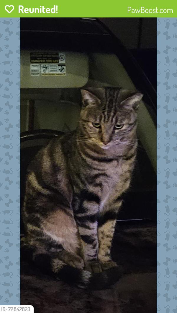 Reunited Female Cat last seen Espina and Monte Vista, Las Cruces, NM 88001