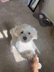 Lost Female Dog last seen Near flatley circle, Fairfield, CA 94533