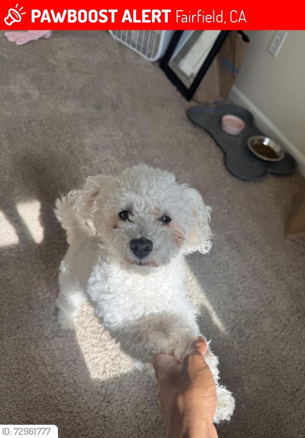 Lost Female Dog last seen Near flatley circle, Fairfield, CA 94533