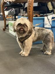 Found/Stray Female Dog last seen Heather, Henderson, NV 89002