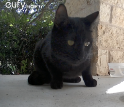 Found/Stray Unknown Cat last seen Coach Light, Georgetown, TX 78626