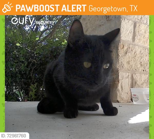 Found/Stray Unknown Cat last seen Coach Light, Georgetown, TX 78626