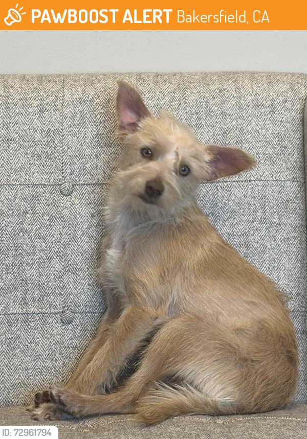 Found/Stray Male Dog last seen E Brundage Lane , Bakersfield, CA 93304