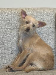 Found/Stray Male Dog last seen E Brundage Lane , Bakersfield, CA 93304