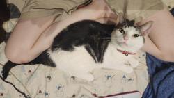Reunited Female Cat last seen Pavonia & Tonnele, Jersey City, NJ 07306