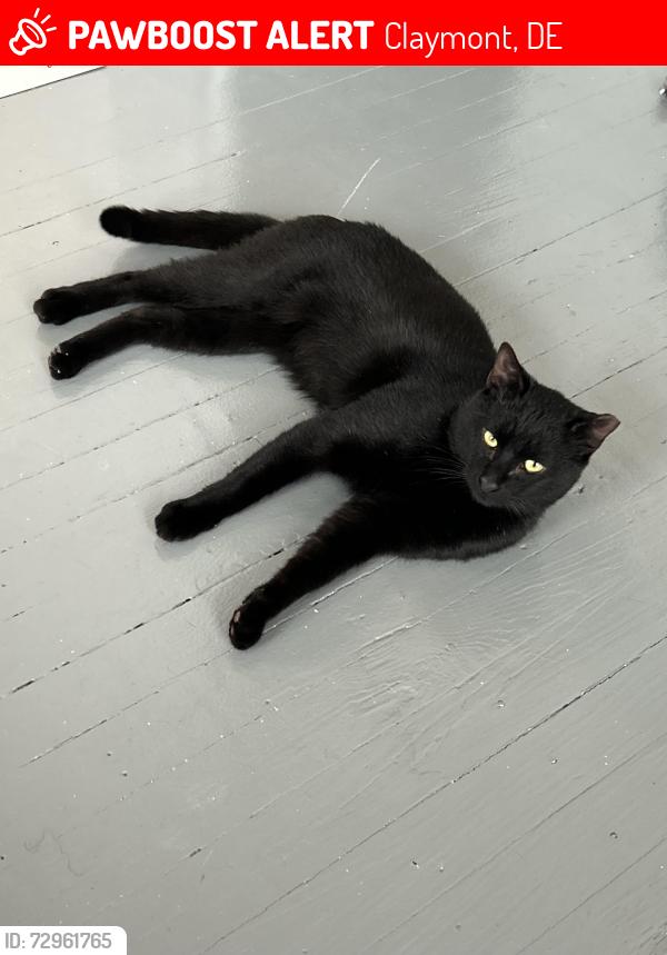 Lost Male Cat last seen Philadelphia Pike and Princeton Dr, Claymont, DE 19703