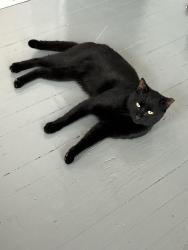 Lost Male Cat last seen Philadelphia Pike and Princeton Dr, Claymont, DE 19703