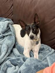 Reunited Female Dog last seen Bonita Lakes cndmnium, Miami, FL 33186