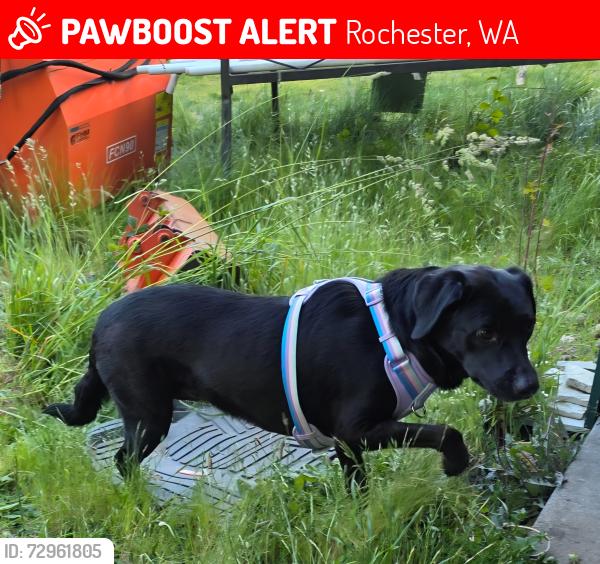 Lost Female Dog last seen 133rd Ave SW and Erskine, Rochester, WA 98579