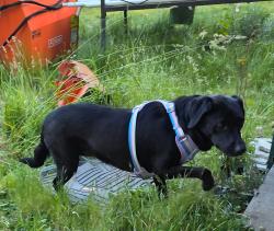 Lost Female Dog last seen 133rd Ave SW and Erskine, Rochester, WA 98579