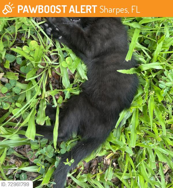 Found/Stray Unknown Cat last seen Towards the end of blacks road going toward the river, Sharpes, FL 32927