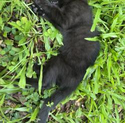 Found/Stray Unknown Cat last seen Towards the end of blacks road going toward the river, Sharpes, FL 32927