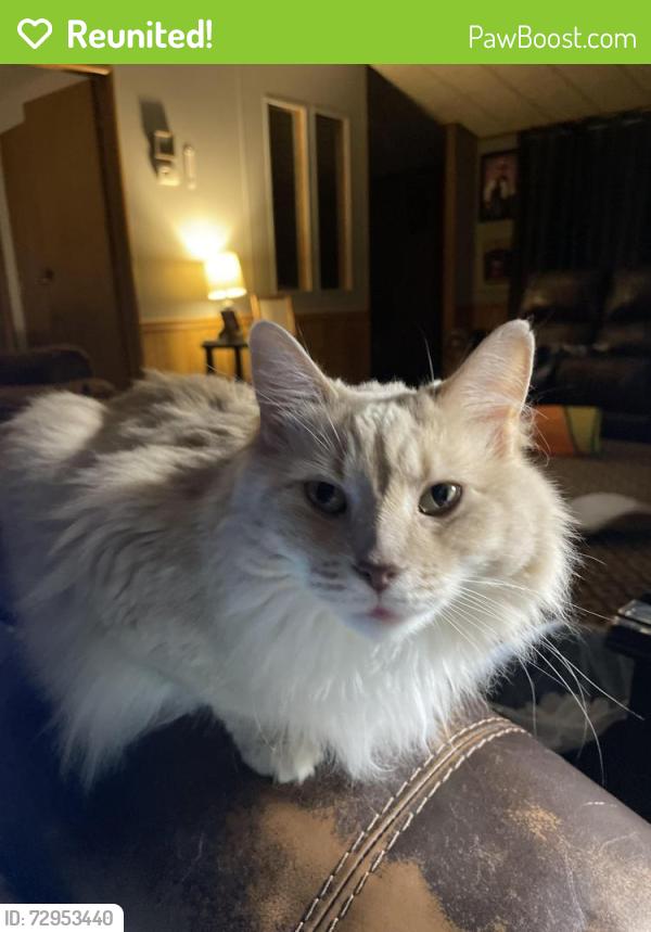 Reunited Female Cat last seen Near Little Pond Rd, Winston-Salem, NC 27127, USA, Winston-Salem, NC 27127