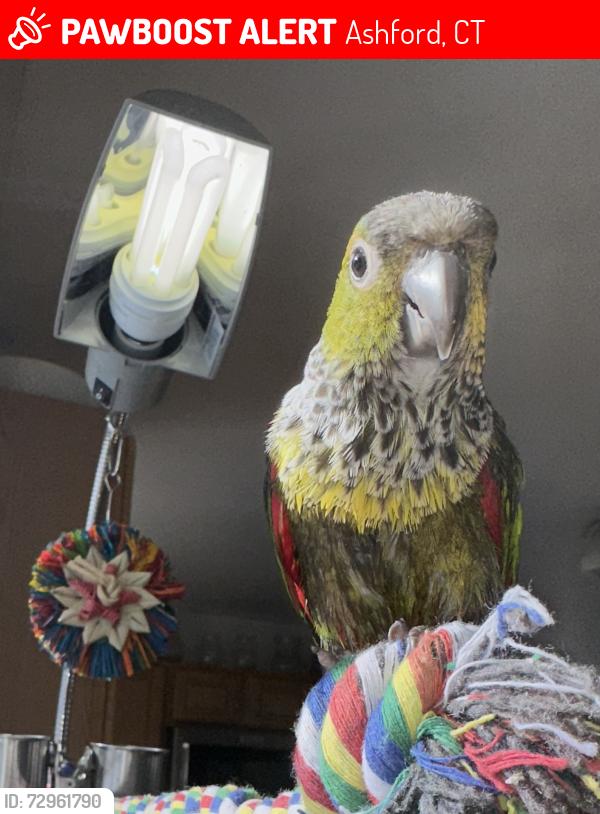 Lost Female Bird last seen Ference rd Chatey rd Turnpike rd, Ashford, CT 06278