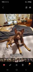 Lost Male Dog last seen Prospect rd Carbon Hill Al , Carbon Hill, AL 35549