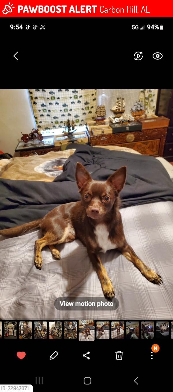 Lost Male Dog last seen Prospect rd Carbon Hill Al , Carbon Hill, AL 35549