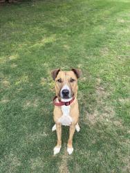 Found/Stray Male Dog last seen Half a mile from Andys, Edmond, OK 73013