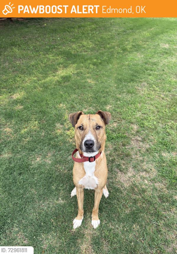 Found/Stray Male Dog last seen Half a mile from Andys, Edmond, OK 73013