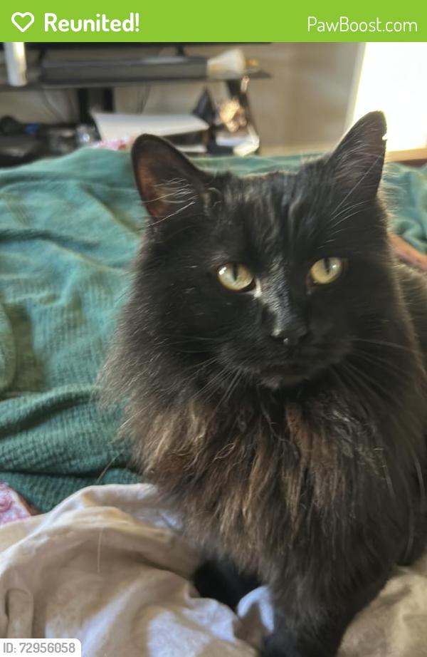 Reunited Male Cat last seen Near s 1100 e, Salt Lake City, UT 84102