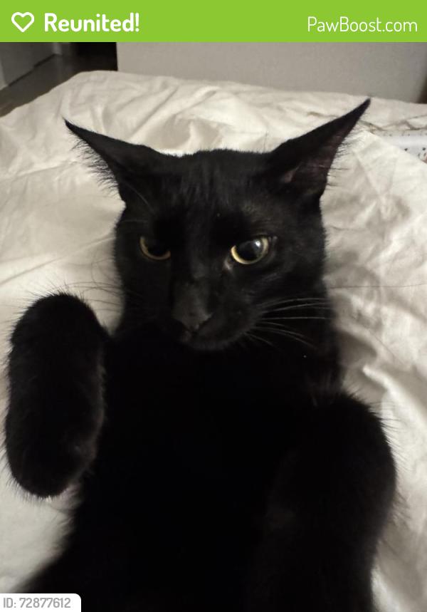 Reunited Female Cat last seen Near NW 45th St Miami, FL  33142 United States, Miami, FL 33142