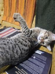Lost Male Cat last seen NE 7th and Stanton, Portland, OR 97212
