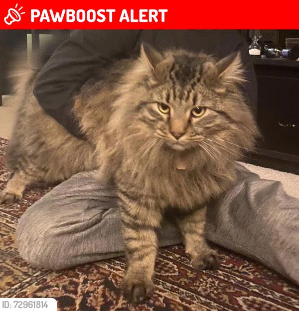 Lost Male Cat last seen Downhill drive and Lange Dr., Colorado Springs, CO 80918