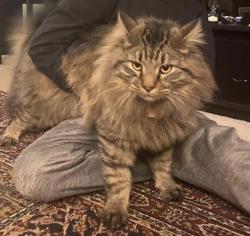 Lost Male Cat last seen Downhill drive and Lange Dr., Colorado Springs, CO 80918