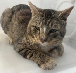 Shelter Stray Male Cat last seen Victory Boulevard, STATEN ISLAND, NY, 10301, Staten Island, NY 10309