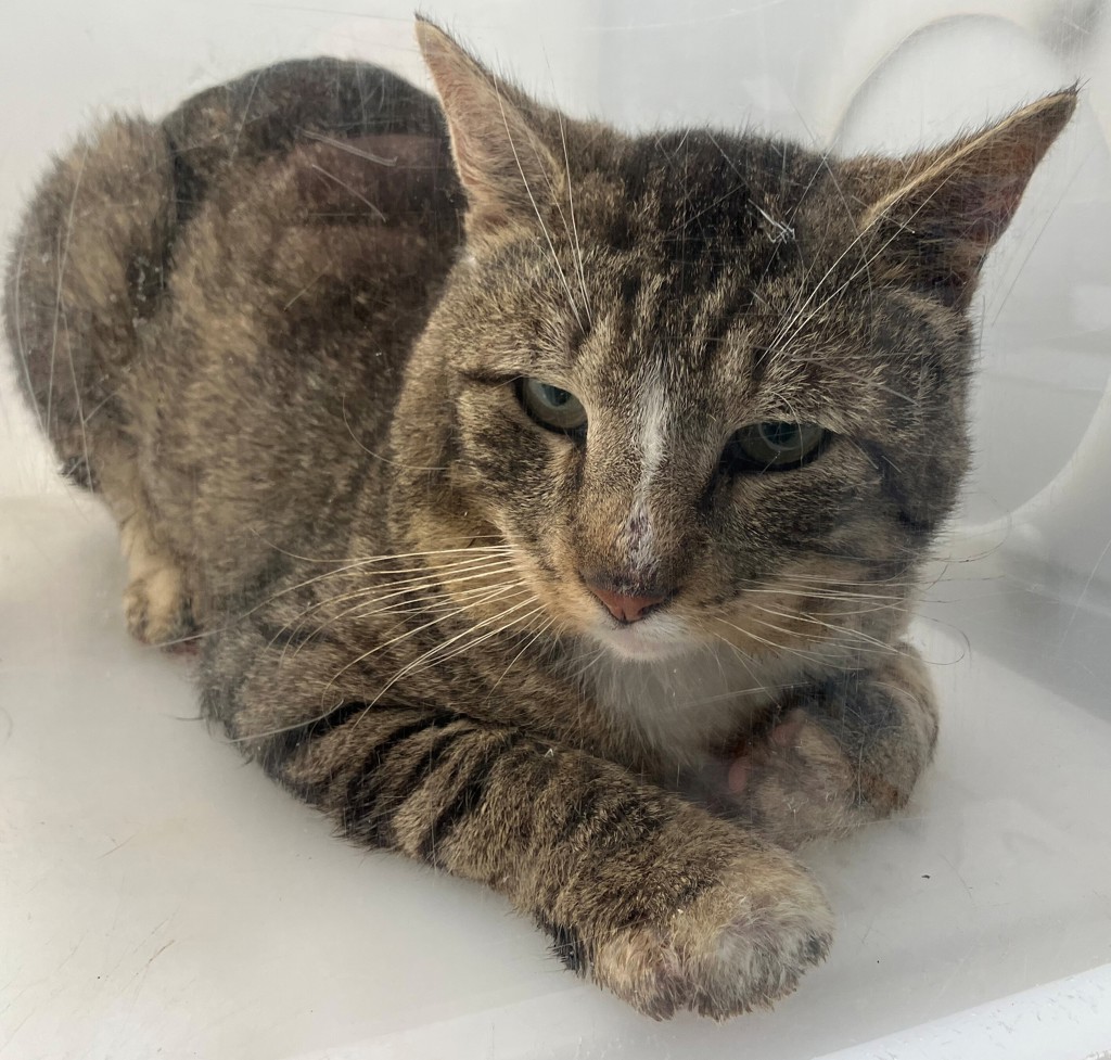 Shelter Stray Male Cat last seen Victory Boulevard, STATEN ISLAND, NY, 10301, Staten Island, NY 10309