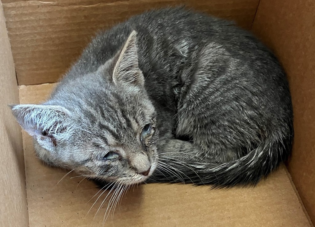 Shelter Stray Female Cat last seen Victory Boulevard, STATEN ISLAND, NY, 10301, Staten Island, NY 10309