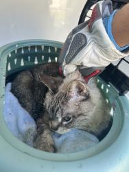 Shelter Stray Unknown Cat last seen Near Hampshire Lane, VIRGINIA BEACH, VA, 23462, Virginia Beach, VA 23451