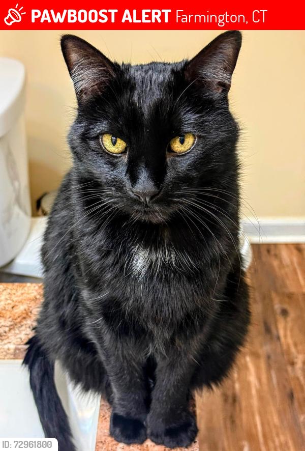 Lost Male Cat last seen Jr. Rd and Songbird Ln near Camp street in Bristol, Farmington, CT 06032