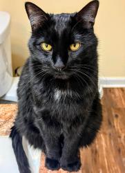 Lost Male Cat last seen Jr. Rd and Songbird Ln near Camp street in Bristol, Farmington, CT 06032