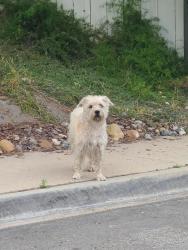 Found/Stray Unknown Dog last seen Golfcrest and Tuxedo, San Diego, CA 92119