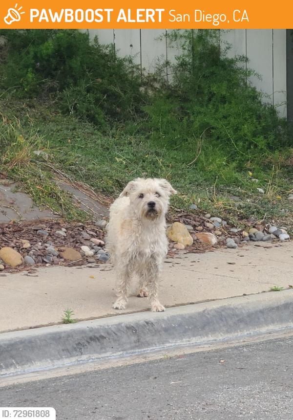 Found/Stray Unknown Dog last seen Golfcrest and Tuxedo, San Diego, CA 92119