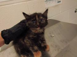 Shelter Stray Female Cat last seen Near Raymond Drive, WENDELL, NC, 27591, Raleigh, NC 27610