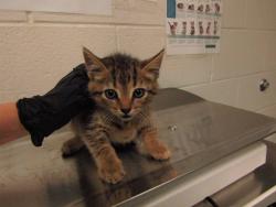Shelter Stray Male Cat last seen Near Raymond Drive, WENDELL, NC, 27591, Raleigh, NC 27610