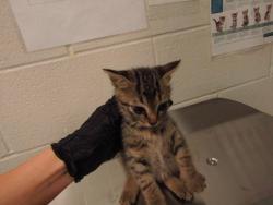 Shelter Stray Male Cat last seen Near Raymond Drive, WENDELL, NC, 27591, Raleigh, NC 27610