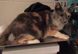 Shelter Stray Female Cat last seen NC, Raleigh, NC 27610
