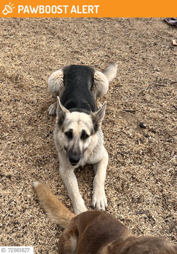 Found/Stray Male Dog last seen HW 76, San Diego County, CA 92028