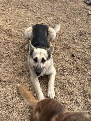 Found/Stray Male Dog last seen HW 76, San Diego County, CA 92028