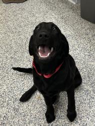 Shelter Stray Female Dog last seen Ralston rd and Kipling, Arvada, CO, 80003, Golden, CO 80401