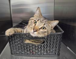 Shelter Stray Unknown Cat last seen Near and W 79th, Westminster, CO, 80030, Golden, CO 80401