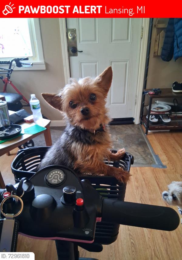 Lost Female Dog last seen Young Ave and N. Grand River Ave. , Lansing, MI 48906