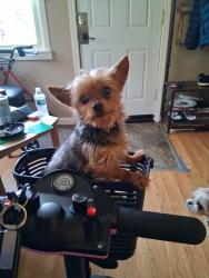 Lost Female Dog last seen Young Ave and N. Grand River Ave. , Lansing, MI 48906