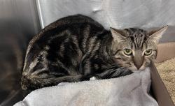 Shelter Stray Male Cat last seen Police do not have proper information., NEW YORK, NY, 10029, New York, NY 10029