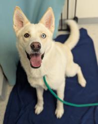 Shelter Stray Female Dog last seen UT, Taylorsville, UT 84123