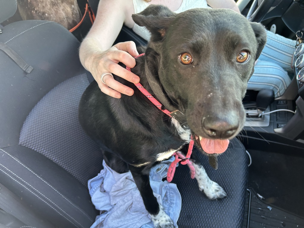 Shelter Stray Female Dog last seen Near E 2100 S, SALT LAKE CITY, UT, 84106, 511 W 3900 S, Salt Lake City, UT 84123, USA